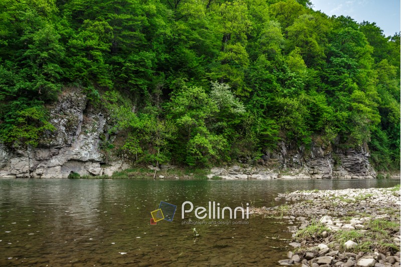 mountain river with stones on the shore in the forest near the mountain slope