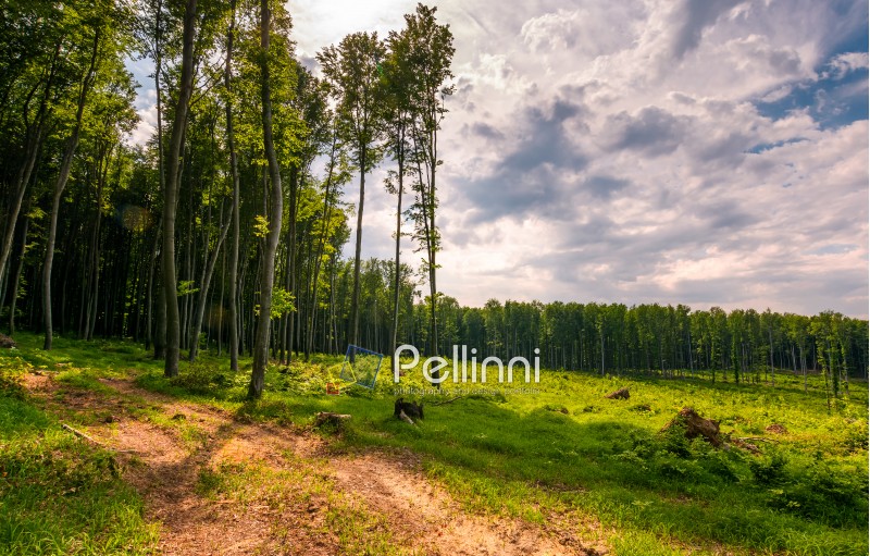 forest road among tall trees on a large meadow. beautiful nature scenery in springtime