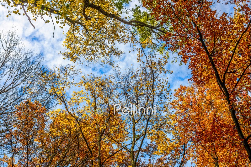 forest; foliage; yellow; orange; branch; texture; nature; park; scenic; tree; wood; autumn; fall; leaf; tall; old; season; outdoor; wood; fresh; high; sunny; blue; leave; colorful; colors; background; environment; vibrant; bright