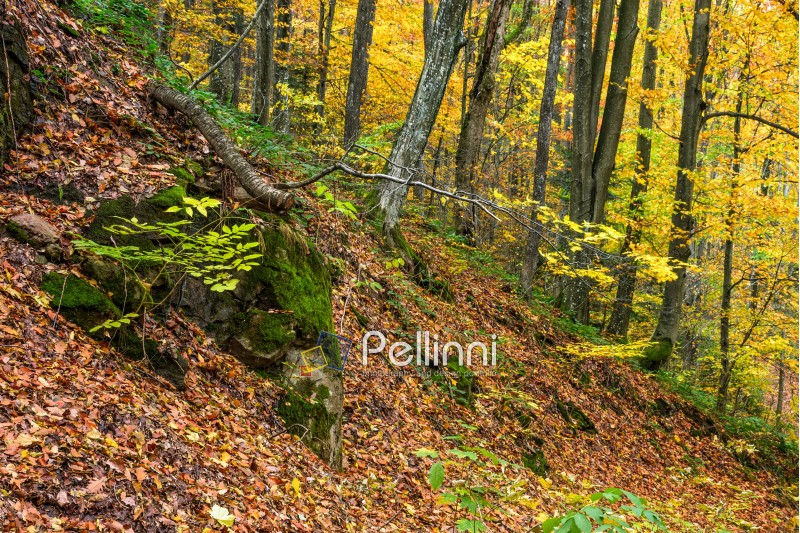 forest; foliage; yellow; orange; texture; nature; park; scenic; tree; wood; autumn; fall; leaf; old; boulder; season; outdoor; wood; fresh; high; sunny; leave; colorful; colors; background; moss; environment; vibrant; bright; branch
