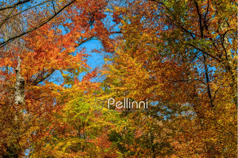 forest; foliage; yellow; orange; branch; texture; nature; park; scenic; tree; wood; autumn; fall; leaf; tall; old; season; outdoor; wood; fresh; high; sunny; blue; leave; colorful; colors; background; environment; vibrant; bright