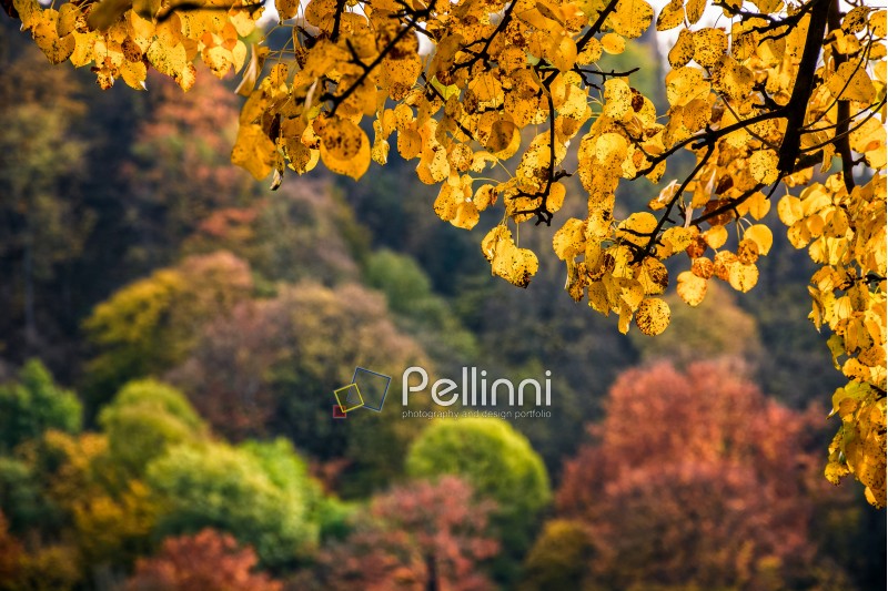 forest; foliage; yellow; orange; texture; nature; park; scenic; tree; wood; autumn; fall; leaf; old; season; outdoor; wood; fresh; high; sunny; blue; leave; colorful; colors; background; environment; vibrant; bright; branch
