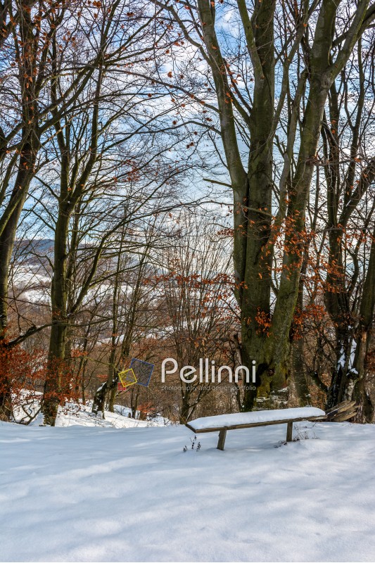 wooden bench in snow under tall trees with some red foliage on sunny winter day