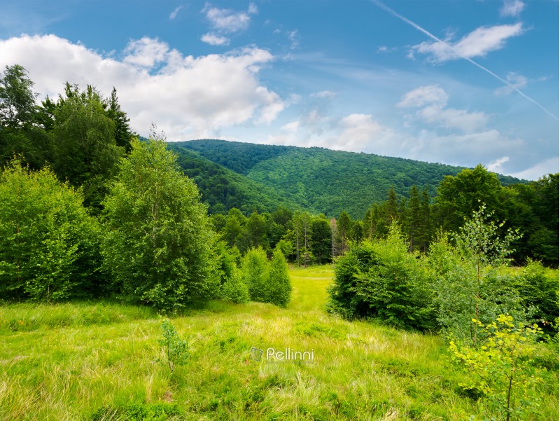 forested area in mountains. calm nature with green grassy meadow and cloudy sky
