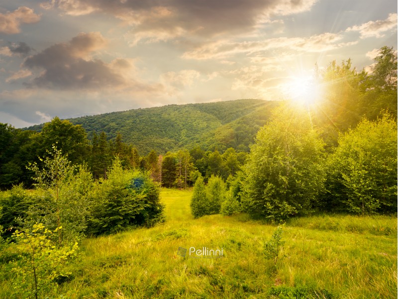 forested area in mountains at sunset in evening light. calm nature with green grassy meadow and cloudy sky
