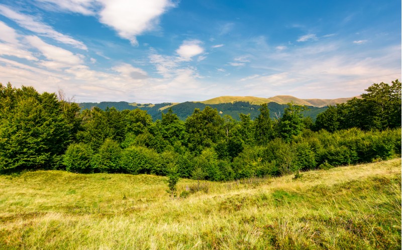 forested hill on the meadow in summer. lovely landscape with Svydovets mountain ridge in the distance