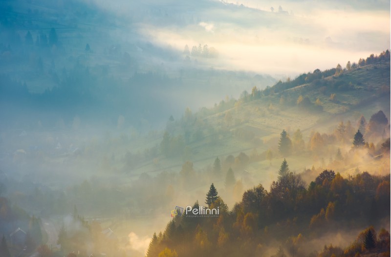 forested hills in rising autumn fog. amazing scenery in Carpathian mountains. beautiful nature background