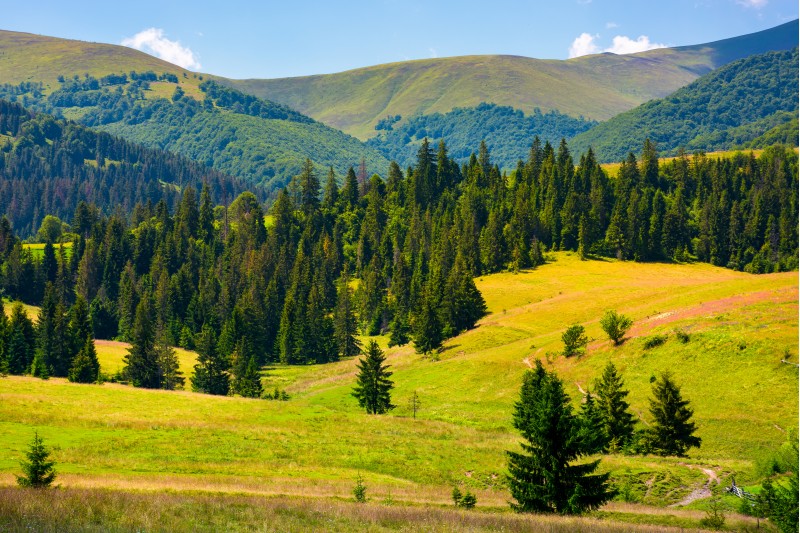 forested hills of Borzhava in summer. beautiful landscape in mountainous area of Carpathians, Ukraine
