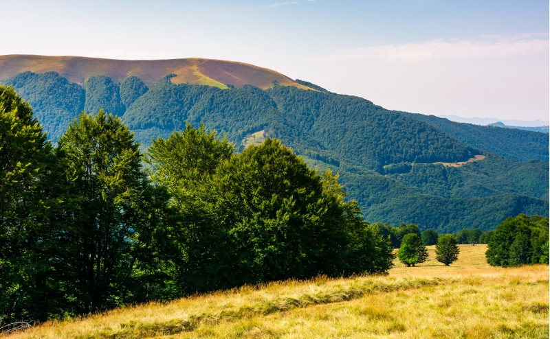 forested hills of Carpathian mountains in summer. Apetska mountain in the distance