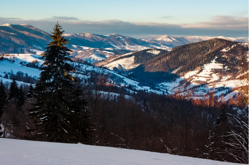 forested hills of Carpathian mountains in winter. beautiful landscape with mountain ridge with snowy peaks in the distance