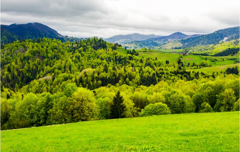 forested hills of mountainous rural area. beautiful springtime countryside landscape.