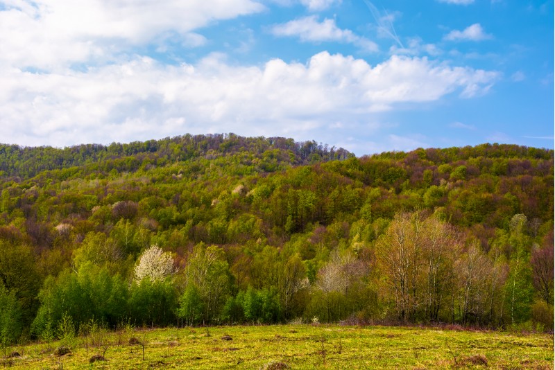 forested hillside on a fine weather. beautiful nature springtime scenery