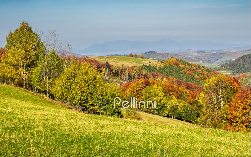 forested rural hillsides in autumn. trees with red foliage on a grassy slopes of Carpathians. mountain ridge with high peak slightly visible in the far distance 
