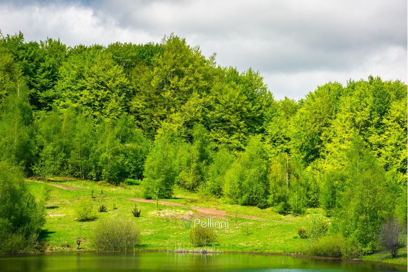 forested shore of the lake in springtime. lovely nature scenery
