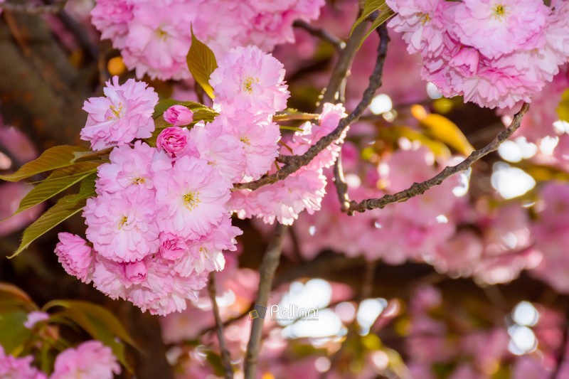 fragrant blossom of sakura in spring. pink nature background. japanese plant adapted for ukraine climate. twigs of kanzan species with lush flowers 