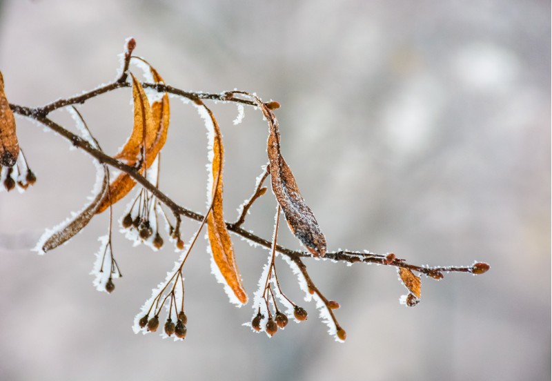 frozen leafs of linden tree on a branch. lovely nature background in winter