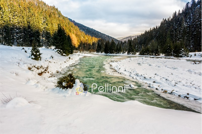 frozen mountain river among spruce forest with snow on the ground in Carpathians before sunrise