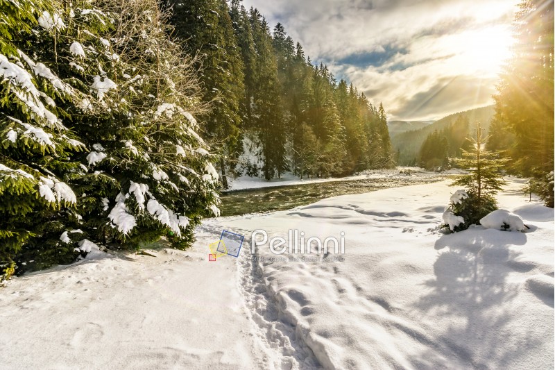 frozen river among spruce forest with snow on the ground in carpathian mountains in evening light