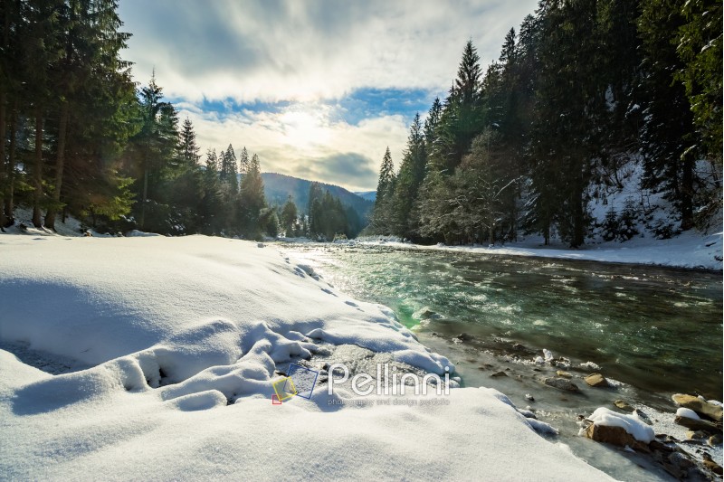 frozen river among conifer forest with snow on the ground in carpathian mountains