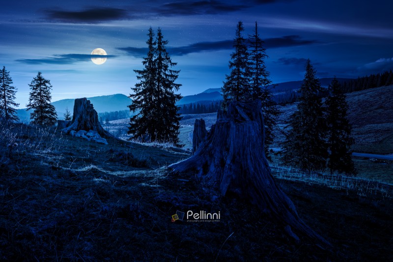 full moon over fir trees on a grassy meadow down the will. coniferous forest in mountains of Romania at night. fall season in Apuseni natural park. mysterious fantasy