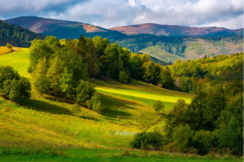 glade among the forest in mountains. beautiful autumn landscape of Carpathians.