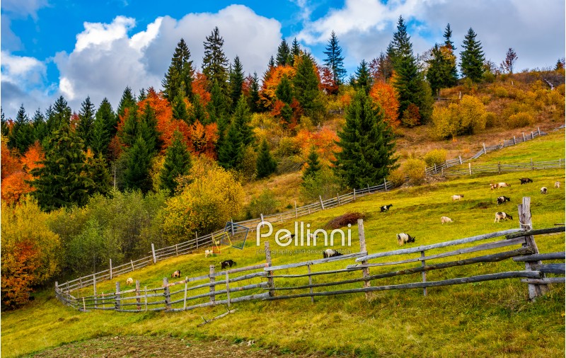 beautiful deep autumn countryside scene. goats behind the wooden fence. Gorgeous landscape with dramatic sky over forest