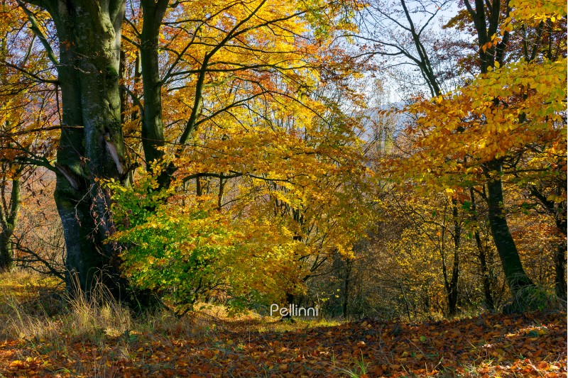 golden foliage in the forest. beautiful autumn scenery in a bright light. pleasant nature background