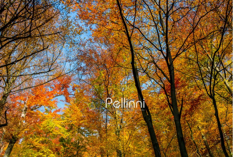 golden foliage on trees against blue sky. lovely autumnal nature background