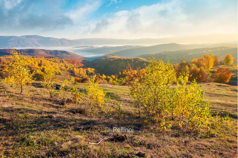 gorgeous autumn sunrise. forest on hill in fall color, fog in valley and beautiful sky over the distant mountain. sunny and warm november morning