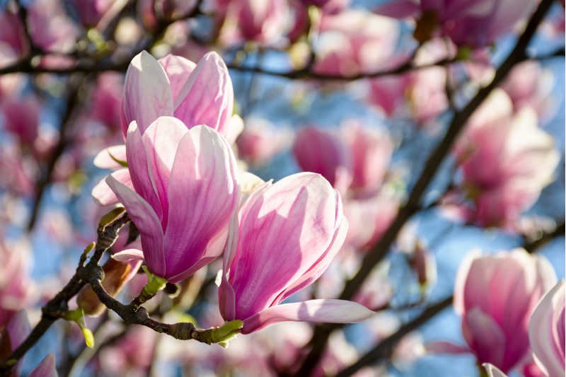 gorgeous magnolia flowers on a blue sky background. lovely springtime scenery in the park