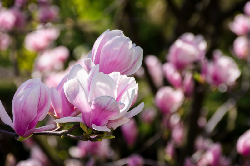gorgeous magnolia flowers on a dark background. lovely springtime scenery in the park