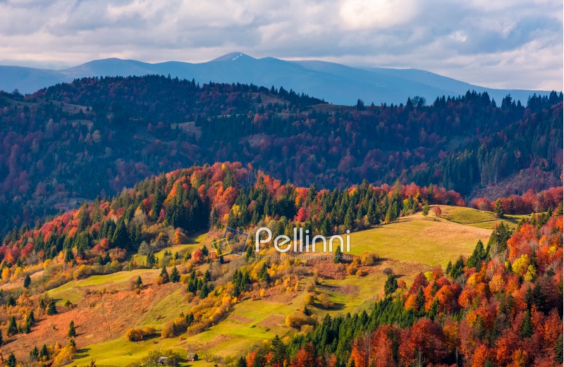 gorgeous mountain ridge behind the forest on hills. beautiful mountainous countryside landscape in autumn
