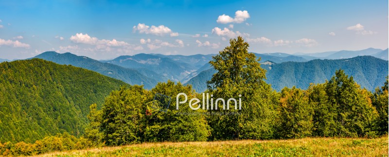gorgeous mountainous panorama with forest in early autumn day