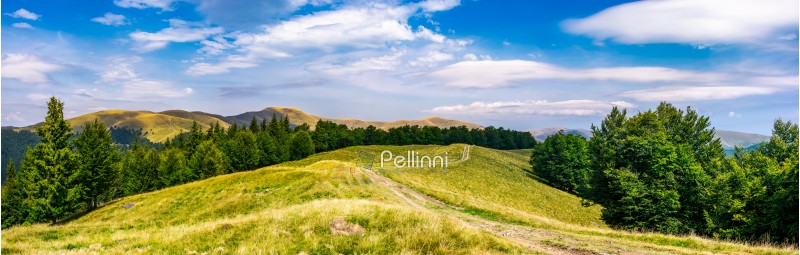 gorgeous panorama of Svedovets mountain ridge. country road runs in to the distance through grassy meadow among the ancient forest, great location for hiking. beautiful weather on summer day