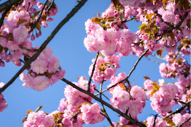 gorgeous sakura flowers on a blue sky background. lovely springtime scenery in the park