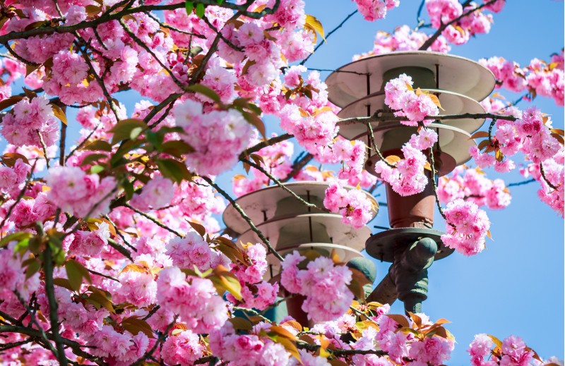 gorgeous sakura flowers around the lantern on a blue sky background. lovely springtime scenery in the park