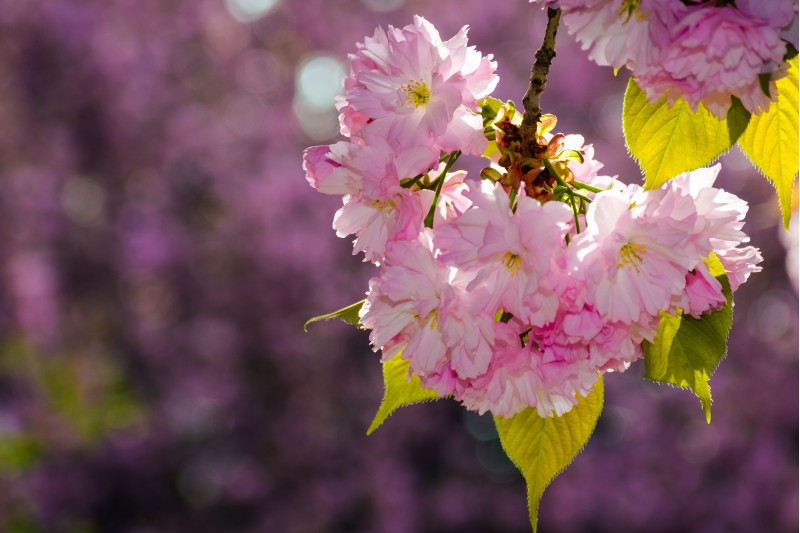 gorgeous sakura flowers on a purple background. lovely springtime scenery in the park
