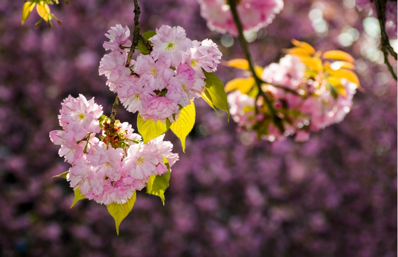 gorgeous sakura flowers on a purple background. lovely springtime scenery in the park