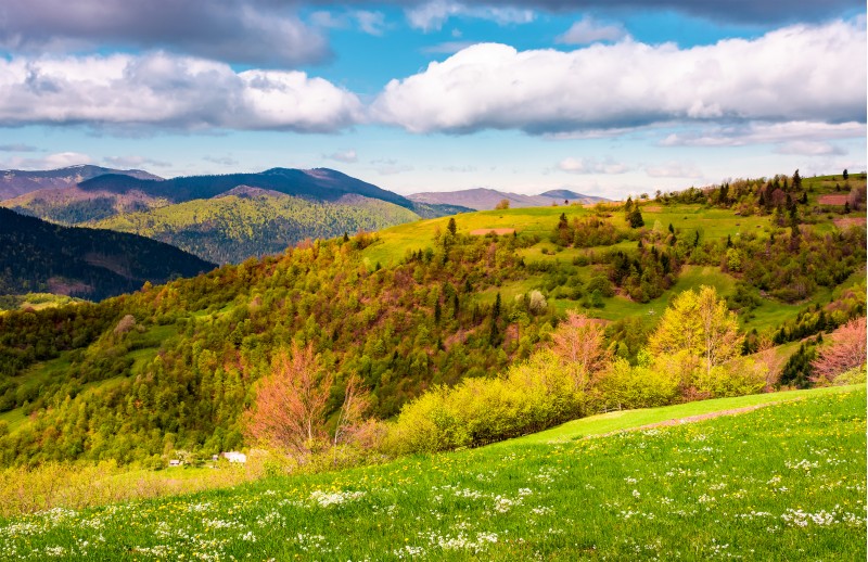 grassy and forested hill on a beautiful springtime. gorgeous landscape with mountain ridge under blue sky with clouds in a distance