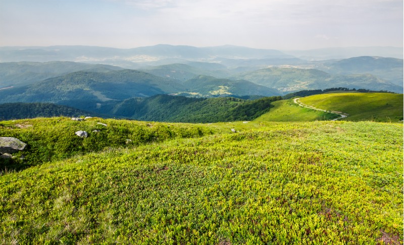 grassy carpet of the mountain meadow. beautiful summer landscape viewed from high altitude