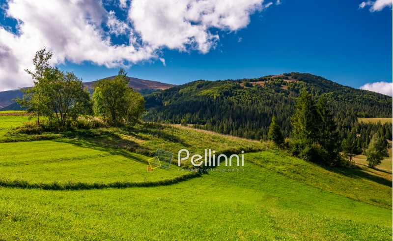 grassy field in mountainous rural area. beautiful countryside scenery with lovely sky on a summer day