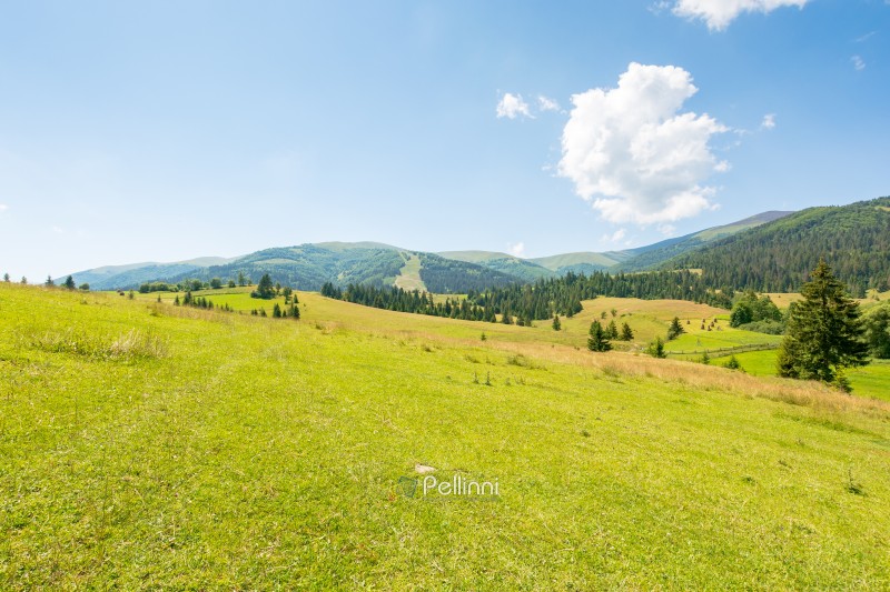 grassy field on the hill. vacationo season. mountainous countryside landscape on a sunny day in summer. podobovets valley in transcarpathia, ukraine. borzhava ridge