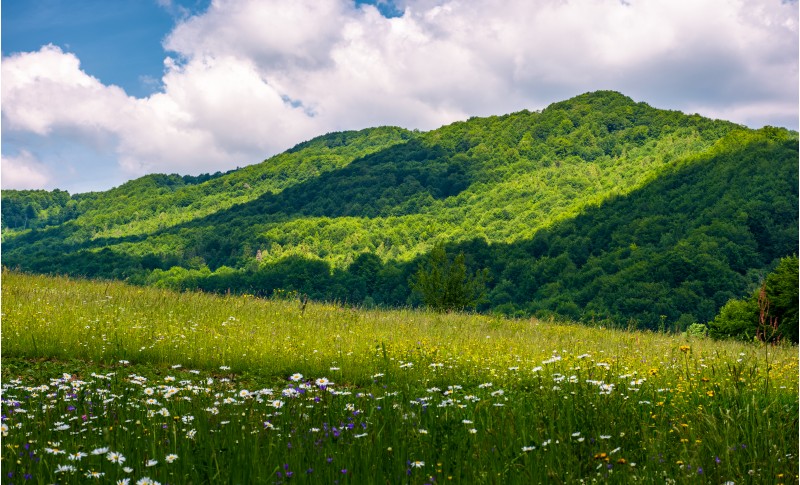 grassy fields in mountainous rural area. lovely rural landscape of Carpathian mountains in summer
