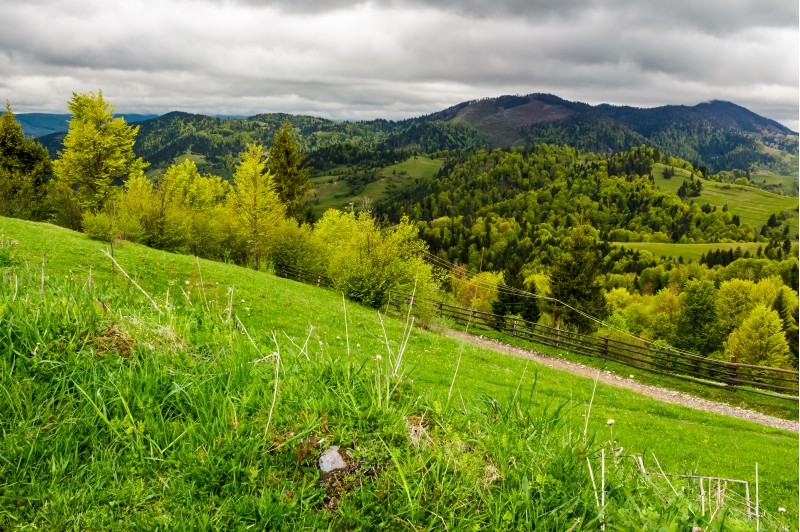 grassy fields on forested hills. beautiful springtime landscape in mountains on an overcast day