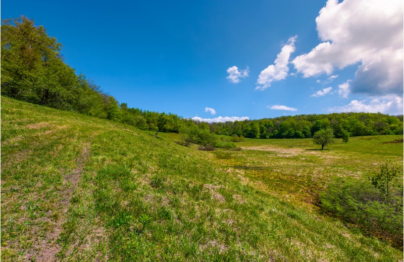 grassy glade on hill among the forest. lovely nature scenery under the clouds on a blue sky in springtime