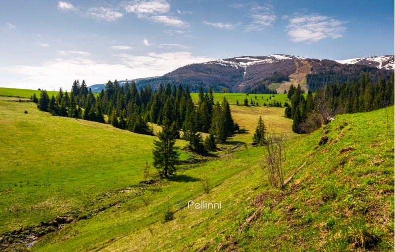 grassy hills at the foot of the ridge. beautiful nature scenery of Borzhava mountain ridge. springtime landscape with snowy mountain tops in the distance