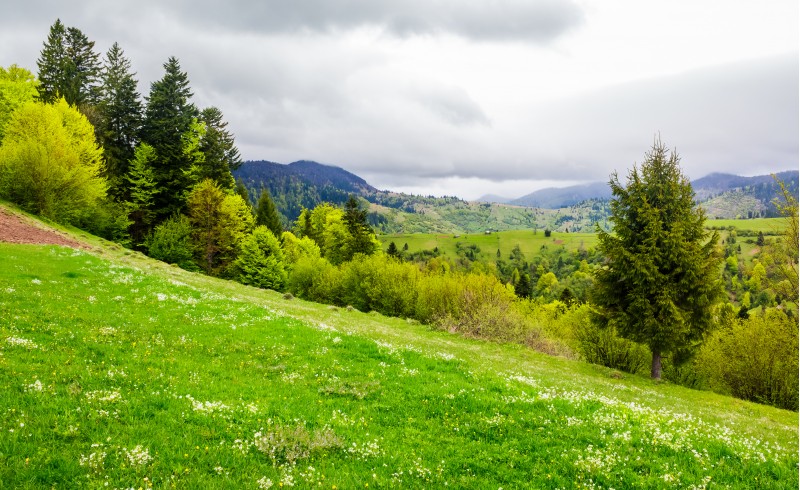 grassy hills of mountainous rural area. beautiful springtime countryside landscape.
