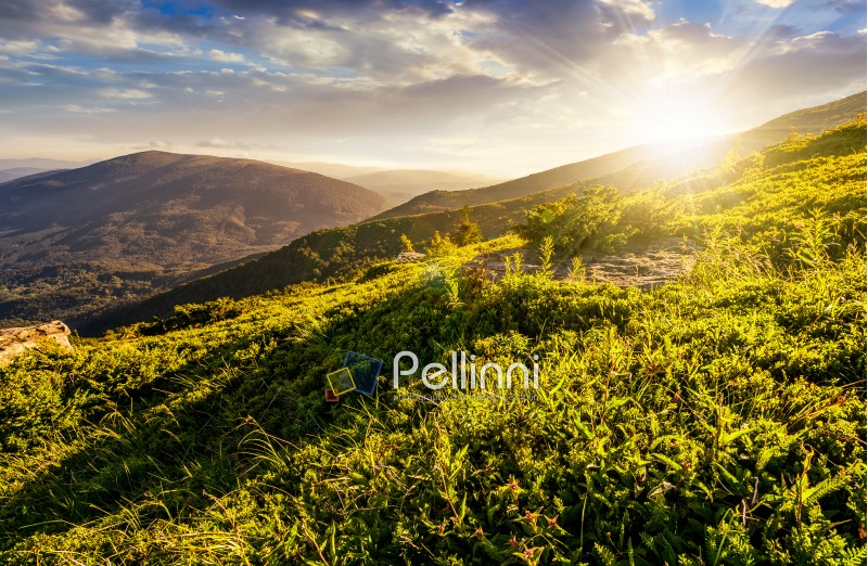grassy meadow on hillside of  mountain ridge on a beautiful sunny summer sunset. wonderful Carpathian landscape