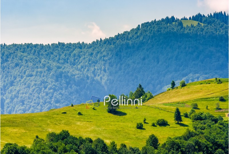 beautiful summer landscape. green grassy meadow on a hillside on top of mountain ridge with some forest