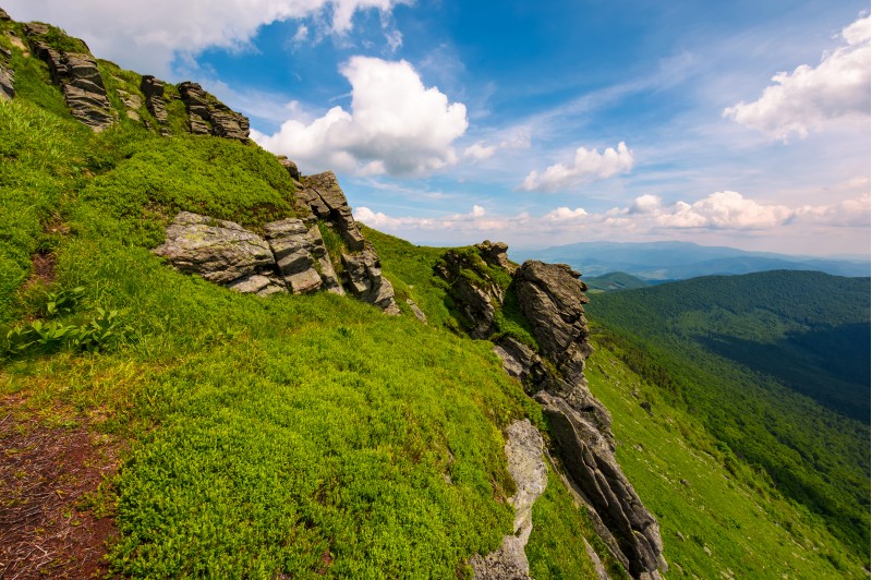 grassy hillside with boulders. lovely summer landscape of Carpathian mountain